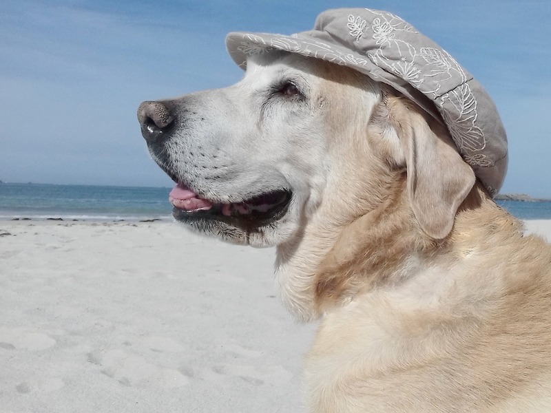 Urlaub mit dem Hund
