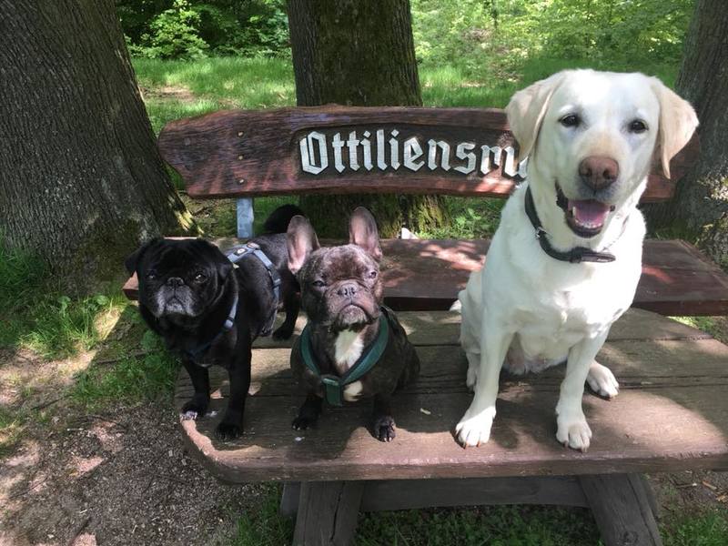 Mit dem Vierbeiner zum Großen Inselsberg