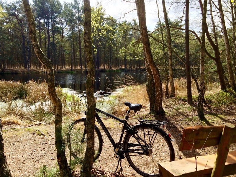 Aktiv durch die Rostocker Heide: Mit einzigartiger Moorwanderung