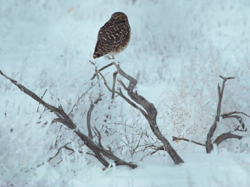 Winterträume