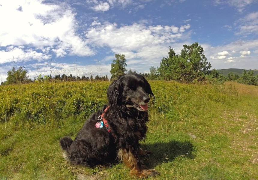 Reisen mit Hund